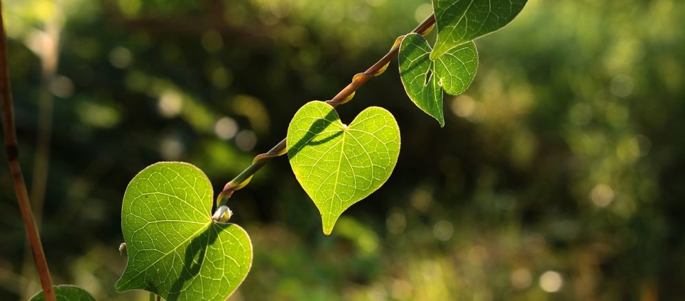 Green, heart-shaped leaves on a vine