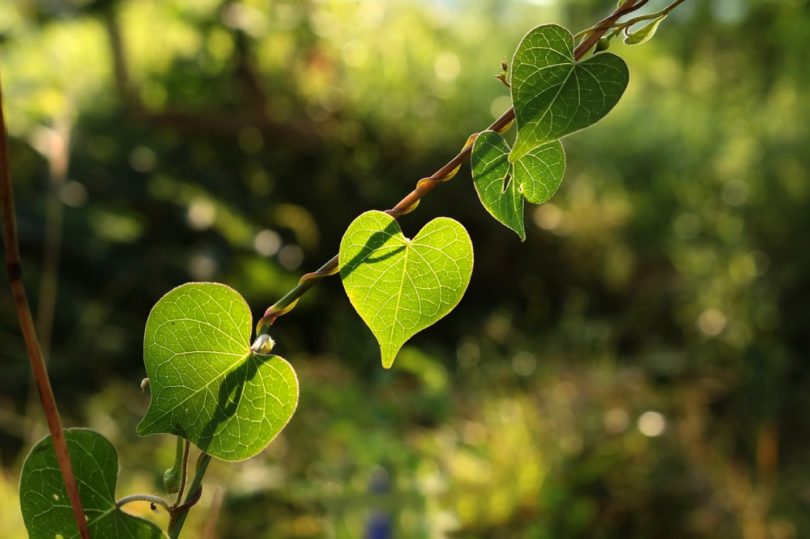 Green, heart-shaped leaves on a vine