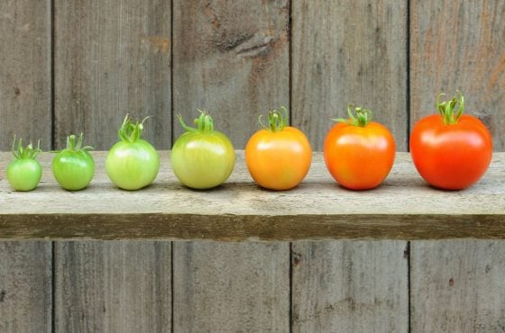 A line of tomatoes signifying development