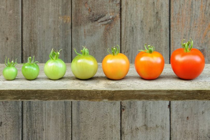 A line of tomatoes signifying development