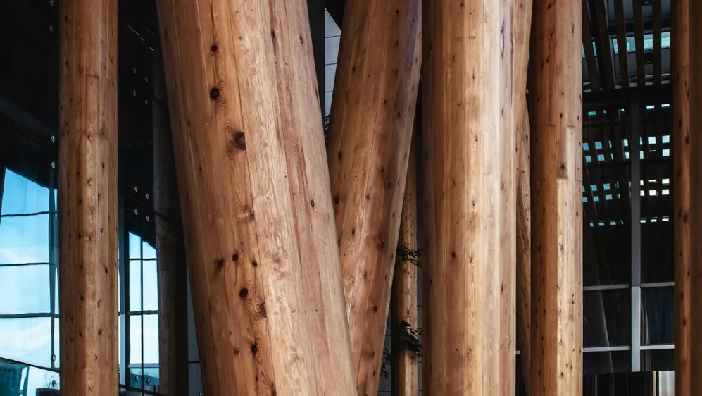 Daylight illuminating substantial timber supports inside a glass building.