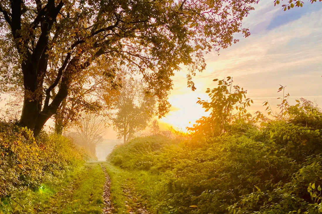A green path leading toward warm morning light.